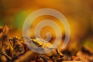 Dry autumn leaves on ground, defocused fall season background