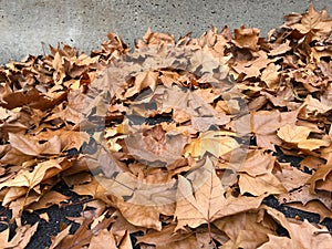 Dry autumn leaves of London planetree lies in the street against