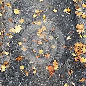 Dry autumn leaves lying on a dark gray asphalt path. Abstraction.