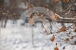 Dry autumn leaves next to snow from Storm Filomena photo