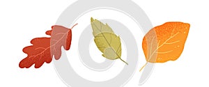Dry autumn leaves of oak, ash and birch trees of different colors. Top view of fall tree leaf. Gold, red, brown and