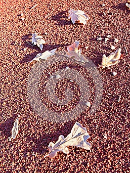 Dry autumn leaves on the red asphalt