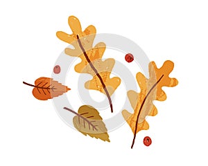 Dry autumn leaves and rowan berries. Fall foliage composition with oak and birch leaf. Top view of autumnal leafage