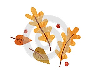 Dry autumn leaves and rowan berries. Fall foliage composition with oak and birch leaf. Top view of autumnal leafage photo