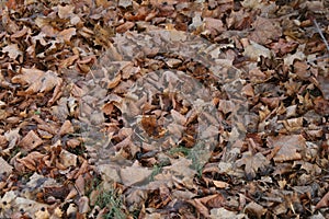 Dry autumn leaves rustling under my feet