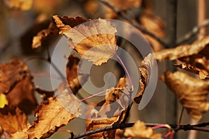 Dry autumn leaves in the sun photo
