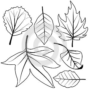 Dry autumn leaves. Vector black and white coloring page