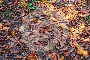 Dry autumn leaves on wet ground, illuminated by the sun's rays. Autumn time, garden cleaning