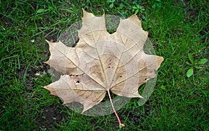 Dry autumn maple leaf on the grass.