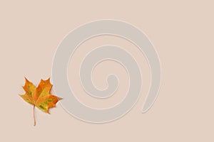 Dry autumn maple leaf on light beige background. Abstract backdrop, backplate for autumn design projects