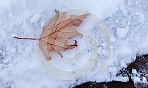 Dry autumn maple leaf with red veins on white snow