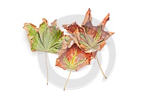 Dry autumn maple leaves on white background