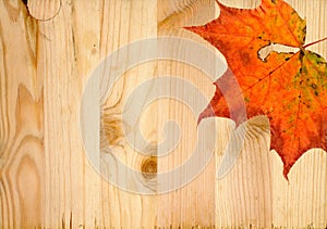 Dry autumn marple leaf fallen at pine wood planks texture background with knots