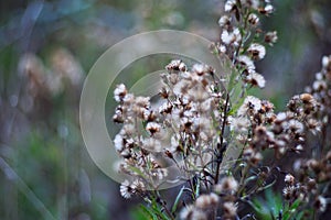 Dry autumn meadow vegetation with brown and green bokeh