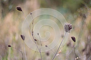 Dry autumn meadow vegetation with brown and green bokeh