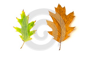 Dry autumn oak leaf on over white