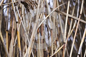 Dry autumn reeds. Reed texture