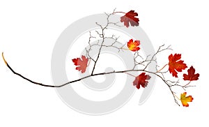 Dry autumn twig with red leaves