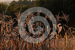 Dry backlit maize plants, leaves and inflorescence called tassel, in maize field, cornfield in autumn