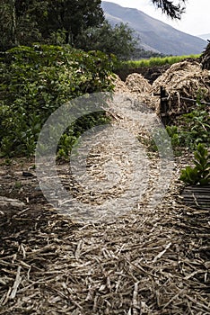 The dry bagasse accumulates. The sugar cane is completely squeezed of the nectar, leaving only residue and fibers. Sugar cane