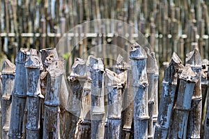 Dry bamboo breakwater.