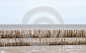 Dry bamboo breakwater.