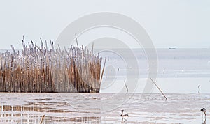 Dry bamboo breakwater.