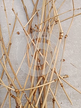 Dry bamboo chains are suitable for display
