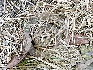 dry bamboo leaves falling on the side of the road 04