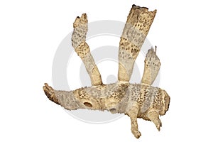 Dry bamboo roots isolated on white background