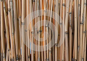 Dry Bamboo sticks as background