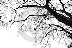 Dry bare branches isolated on white background