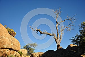 Dry bare tree in the rocks against the blue sky
