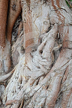 Dry bark bodhi tree