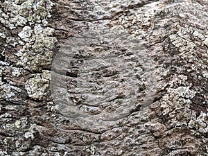 Dry bark closeup. Background and texture concept