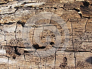 Dry bark of an oaktree