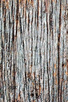 Dry bark pattern