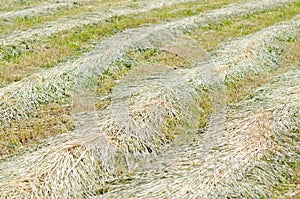 Dry barley