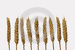 Dry barley ears isolated on white background