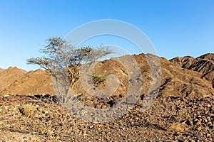 Dry, barren landscape of Hajar Mountains in United Arab Emirates with acacia tree and rocky limestone mountains