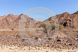Dry, barren landscape of Hajar Mountains in United Arab Emirates with single acacia tree