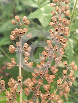 Dry basil flower , basil flower , flowering basil