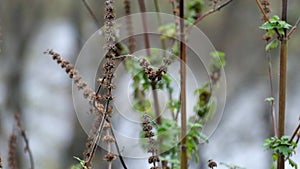 Dry baskets of motherwort fluttered in the wind