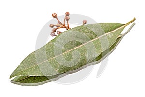 Dry bay leaf