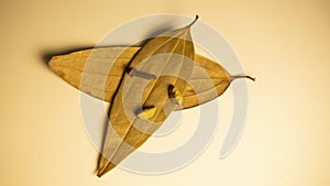 Dry bay leaf with Indian spices  isolated on warm white background