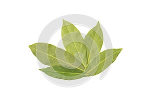 Dry bay leaf isolated on white background
