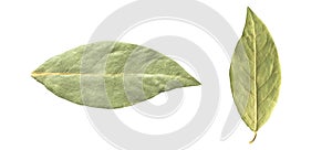 Dry bay leaf isolated on a white background. Green bay leaf. Aroma ingredient. Natural healthy food and diet