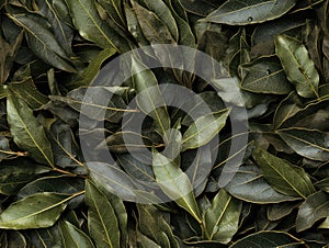 Dry Bay Leaves Pattern, Laurel Leaf Texture, Natural Spicy Bayleaf Background, Fragrant Ingredient