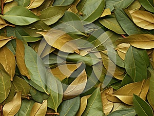 Dry Bay Leaves Pattern, Laurel Leaf Texture, Natural Spicy Bayleaf Background, Fragrant Ingredient