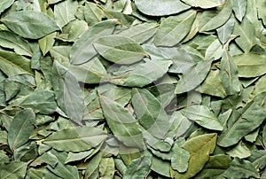Dry bay leaves, top view. Bay leaf improves digestion, improves heart health, provides antioxidants photo